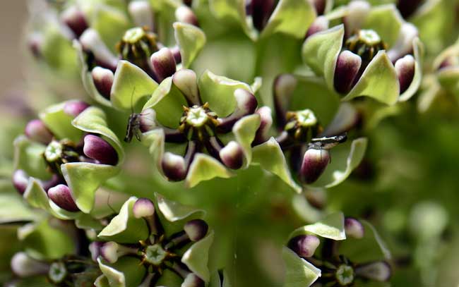 Asclepias asperula, Antelope Horns Milkweed, Southwest Desert Flora